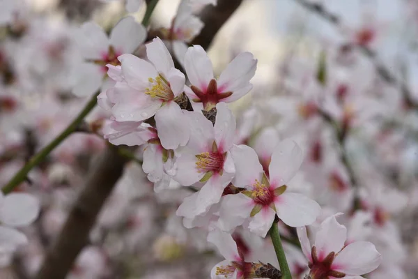 Almond Blossom Flower Background Tree Pattern Nature — Stock Photo, Image