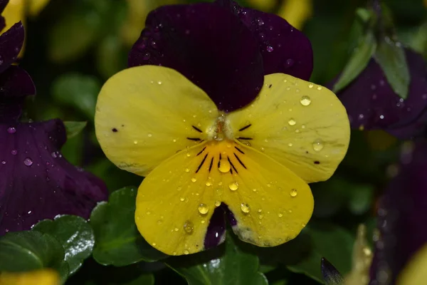 Pansies Multicolores Violettes Jaunes Plein Air Dans Nature Fleur Panse — Photo