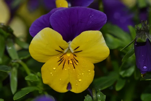 Violet and yellow multicolor Pansies outdoor in nature Yellow violet pansy flower.