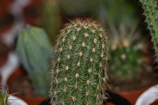 Oblong Kaktusz Háttérben Kaktuszok Edényekben Kaktuszfélék — Stock Fotó