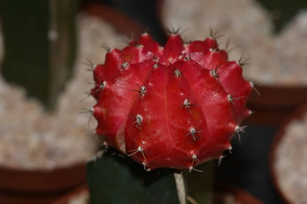 Kaktusz Kerek Piros Szelektív Fókusz Gymnocalycium Oltott Kaktusz Vagy Holdkaktusz — Stock Fotó