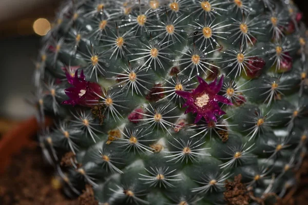 Auf Einem Runden Kaktus Blühten Viele Rosa Blüten Dieser Natürliche — Stockfoto