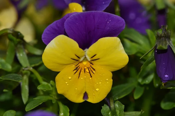 Violet Yellow Multicolor Pansies Outdoor Nature Yellow Violet Pansy Flower Royalty Free Stock Images