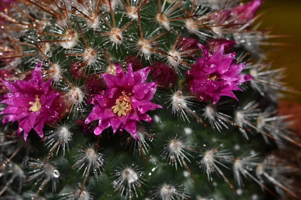 Zöld Háttér Kaktusz Rózsaszín Virágok — Stock Fotó