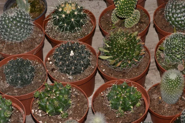 Large Collection Tuses Different Types Cacti Succulents — Stock Photo, Image
