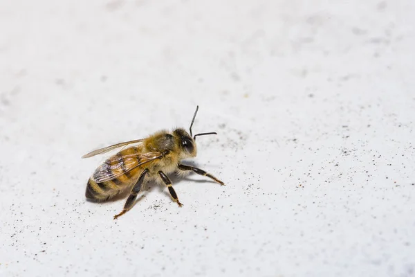 Apis Mellifera Európai Vagy Nyugati Méh Méhecske Fehér Háttérrel — Stock Fotó