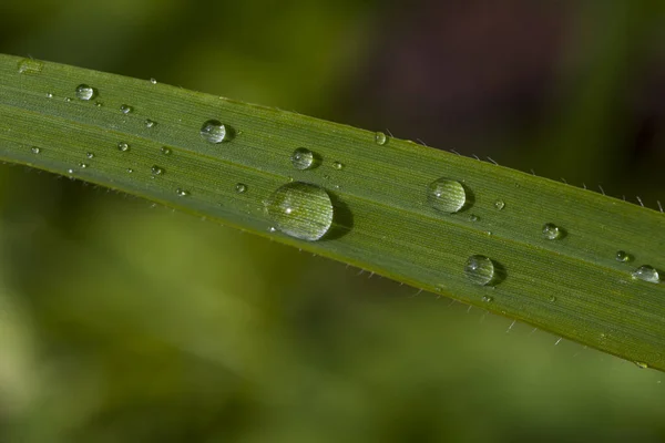 Herbe Avec Gouttes Eau Des Gouttes Eau Sur Herbe — Photo