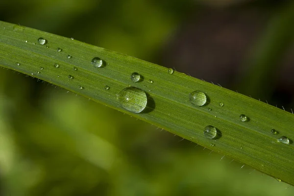 Hierba Con Gotas Agua Gotas Agua Hierba — Foto de Stock