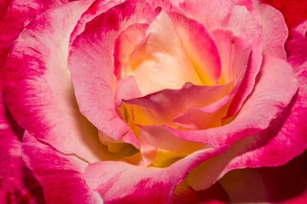 Rosa Gialla Macro Rossa Colore Rosso Fiore Giallo Primavera Fiore — Foto Stock