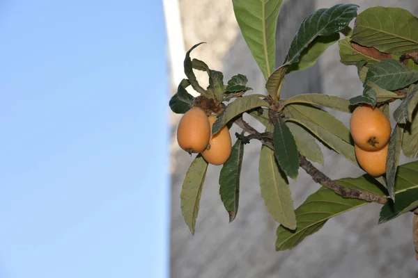 Frukt Loquat Eriobotrya Japonica Har Blivit Saga Prefektur Utan Ljud — Stockfoto