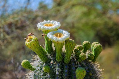 Uçuşta, Saguaro kaktüs çiçek enroute arılar