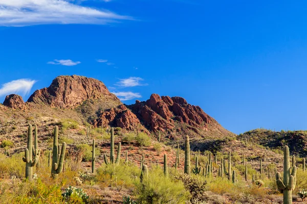 Wysoki Las pustyni i czerwonego piaskowca formacji w Sedona w stanie Arizona — Zdjęcie stockowe