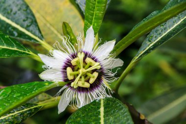 Mor tutku çiçek Koh Samed, Tayland