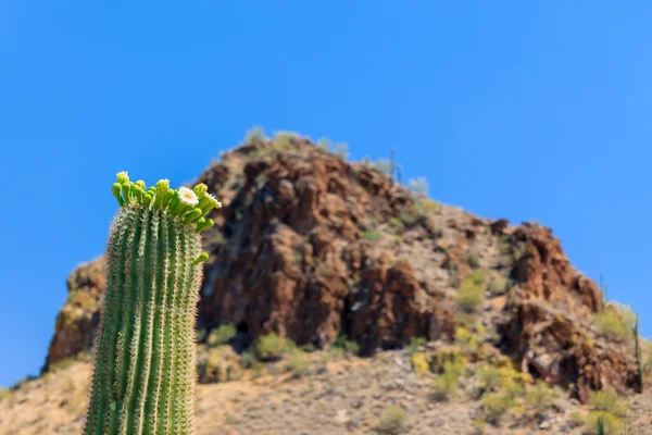 Arizonan Saguaro kaktus i blom — Stockfoto