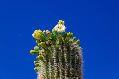 Bir arı nektarı çiçeklerden dev Saguaro kaktüsü toplama.