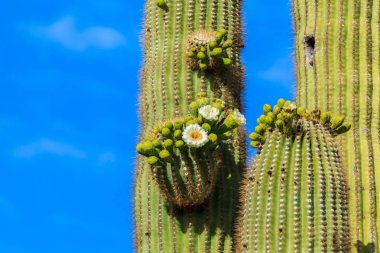 Airzonan Saguaro kaktüsü çiçek
