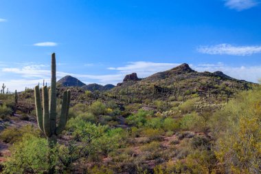 Saguaro kaktüsü Sonoran Çölü Panorama