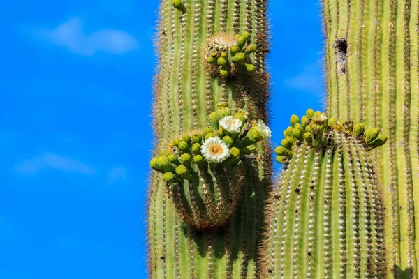 Airzonan цереус кактус в розквіті — стокове фото