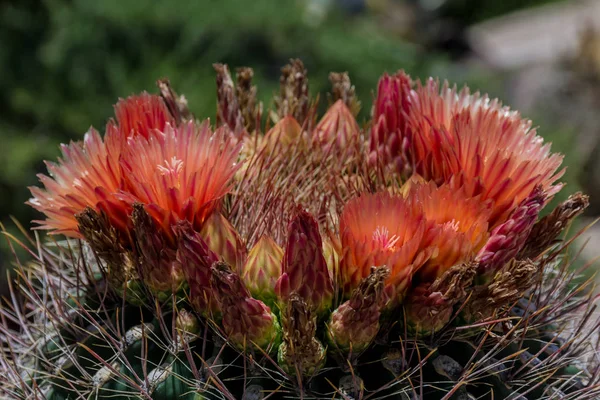 Квіти квітучі на Арізона барель кактус — стокове фото