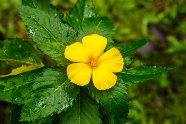 Orta Ulmifolia (Sage Rose) çiçeği Koh Kood, Tayland tarihinde