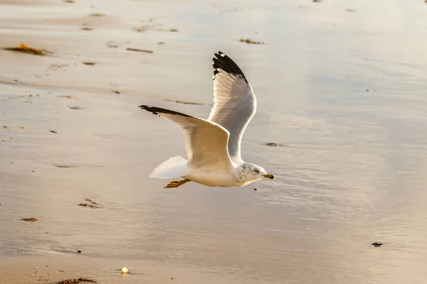 Ringsnavelmeeuw vliegen op de wal bij de Crystal Cove State Park in Laguna Beach, Californië — Stockfoto