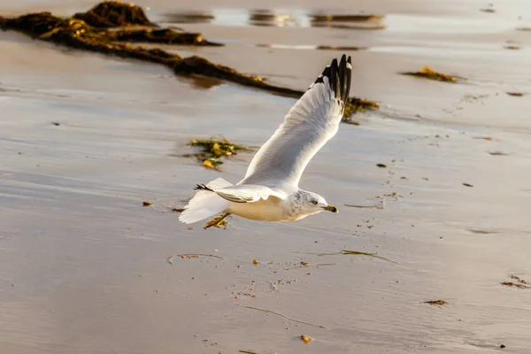 Погибшая чайка летела на берегу в парке штата Кристал-Коув в Лагуна-Бич, Калифорния — стоковое фото
