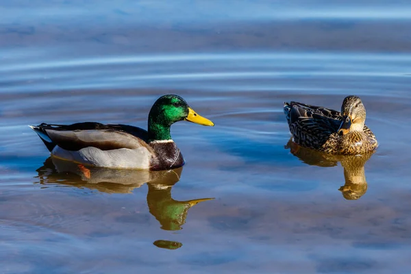 Canards colverts nageant au lac Roosevelt, Arizona — Photo