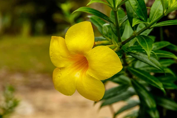 Nahaufnahme einer goldenen Trompetenblüte in Thailand — Stockfoto