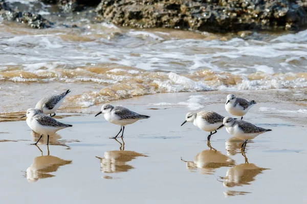 Malá skupina Sandpipers (sanderlings) na kalifornské pláži. — Stock fotografie