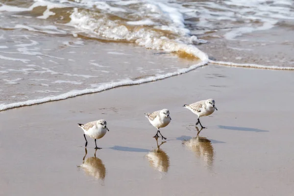 Sandpipers chůzi unisono na pobřeží Jižní Kalifornie. — Stock fotografie