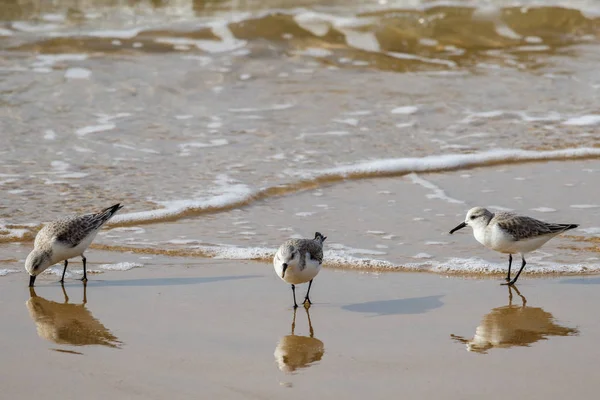 Strandlopers (Sanderlings) voeden met de California beach. — Stockfoto