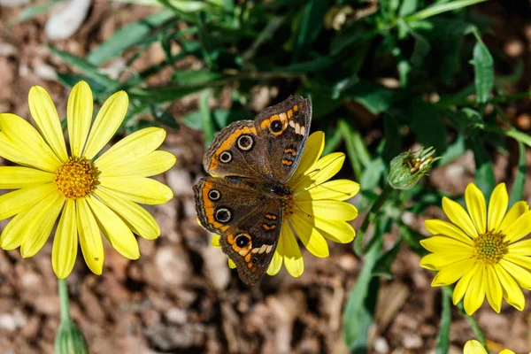 Farfalla Buckeye comune su fiore giallo — Foto Stock