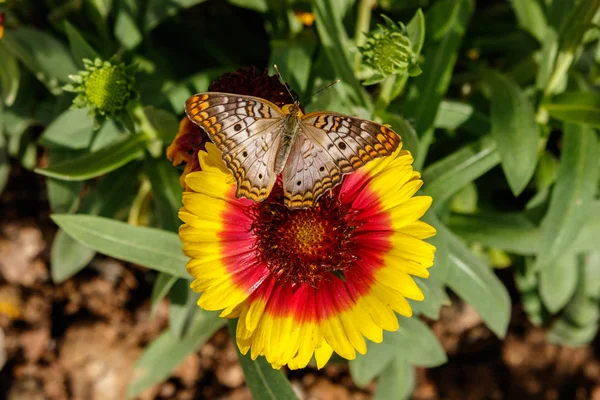 Blanco pavo real mariposa en Gaillarda manta flor — Foto de Stock