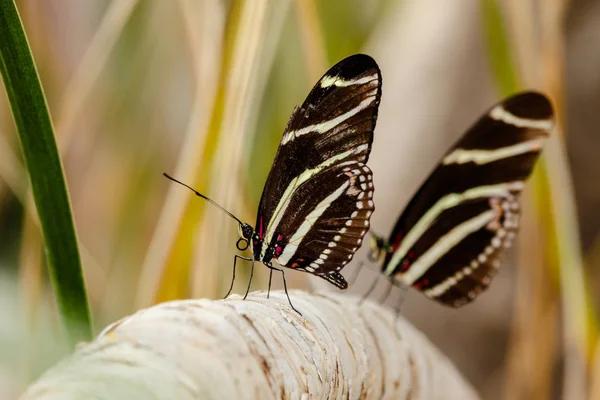 Két Zebra Longwing butterfliesw egy fa ága — Stock Fotó