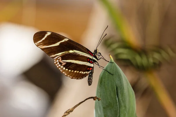 Zebra Longwing motyl na pustyni drzewo liść. — Zdjęcie stockowe