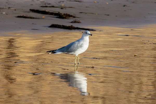 Кольцевая чайка, стоящая на пляже Калифорнии во второй половине дня . — стоковое фото