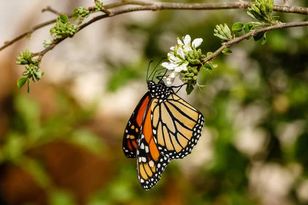 Regina farfalla a testa in giù, nutrendosi di fiore — Foto Stock