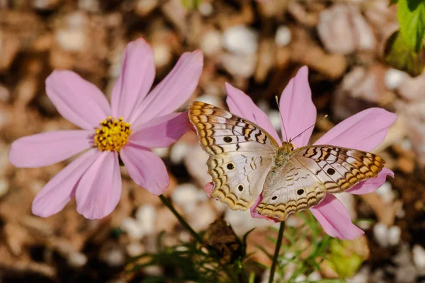 Papillon de paon blanc sur fleur rose — Photo