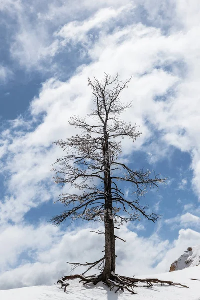 Albero con neve sul bordo della scogliera, cielo nuvoloso dietro — Foto Stock