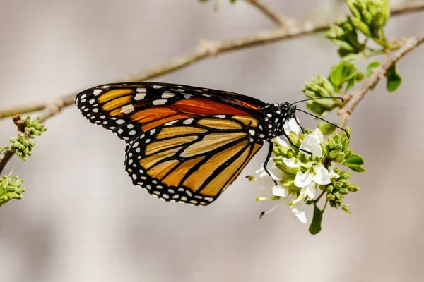 Regina farfalla appollaiata su un ramo, nutrendosi di fiori bianchi , — Foto Stock