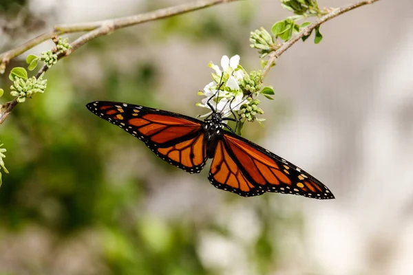 Reine papillon à l'envers, se nourrissant de fleurs — Photo