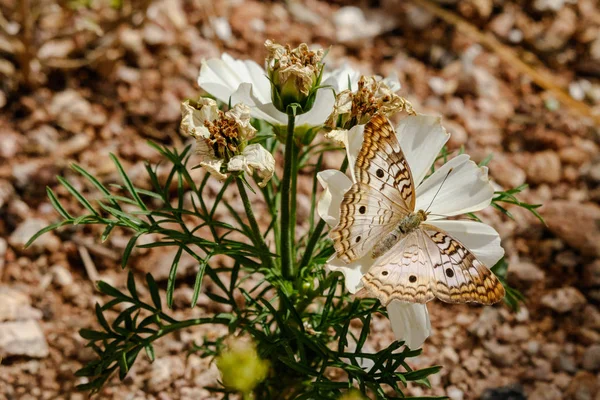 Mariposa blanca del pavo real en flor blanca, desierto de Sonora — Foto de Stock