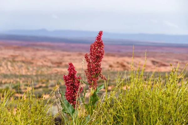 Röd Amaranth blommar, med Arizona öknen bakgrund — Stockfoto