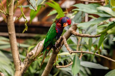 Hindistan cevizi Lori ile baş eğdi, Hong Kong dalında üzerinde