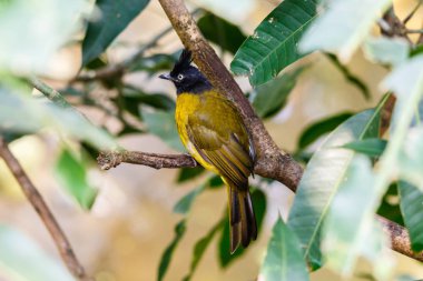 Kara tepeli Bulbil ağaç dalı Hong Kong