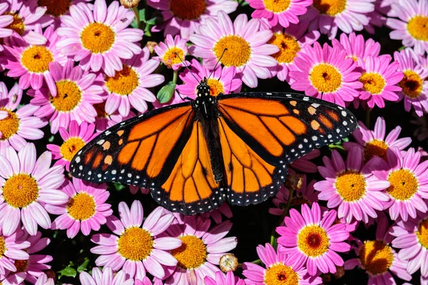 Farfalla Monarca Appoggiata Letto Fiori Rosa Brillante Nel Deserto Sonoro — Foto Stock