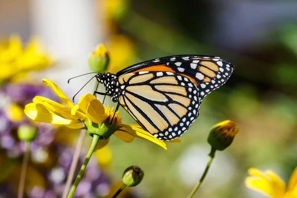 Mariposa Monarca Alimenta Una Flor Color Amarillo Brillante Desierto Sonora — Foto de Stock