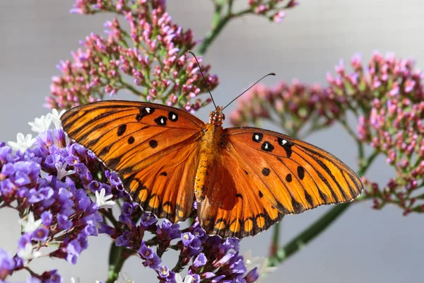 Farfalla Arancione Gulf Fritillary Fiori Schiuma Mare Viola Con Boccioli — Foto Stock