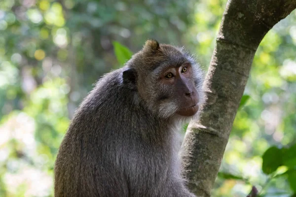 Portrait Macaque Monkey Macaca Fascicularis Looking Side Forest Background Sacred — Stock Photo, Image