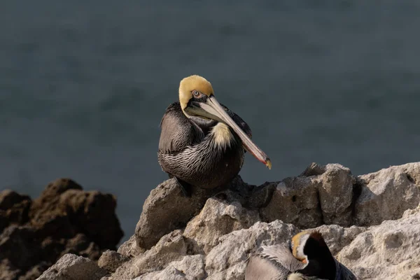 California Brown Pelican Pelecanus Occidentalis Stojící Skále Poblíž Malibu Kalifornii — Stock fotografie